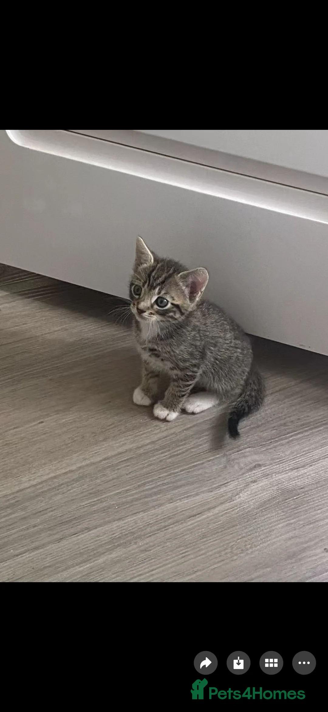 Mixed Breed cats for sale: Kitten for sale  - Advert 2
