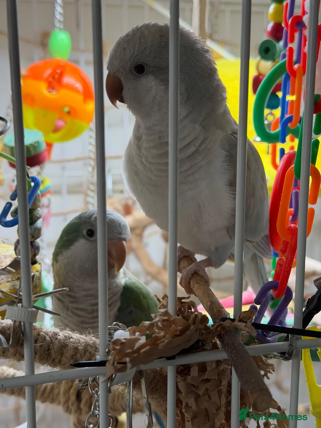 Parakeets birds for sale: Two Quaker parakeets+large cage - Advert 1