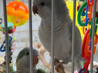 Parakeets birds Two Quaker parakeets+large cage - Advert 1