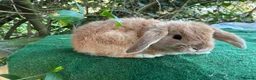 Lionhead rabbits for sale: 2 mini lop babies  - Advert 1