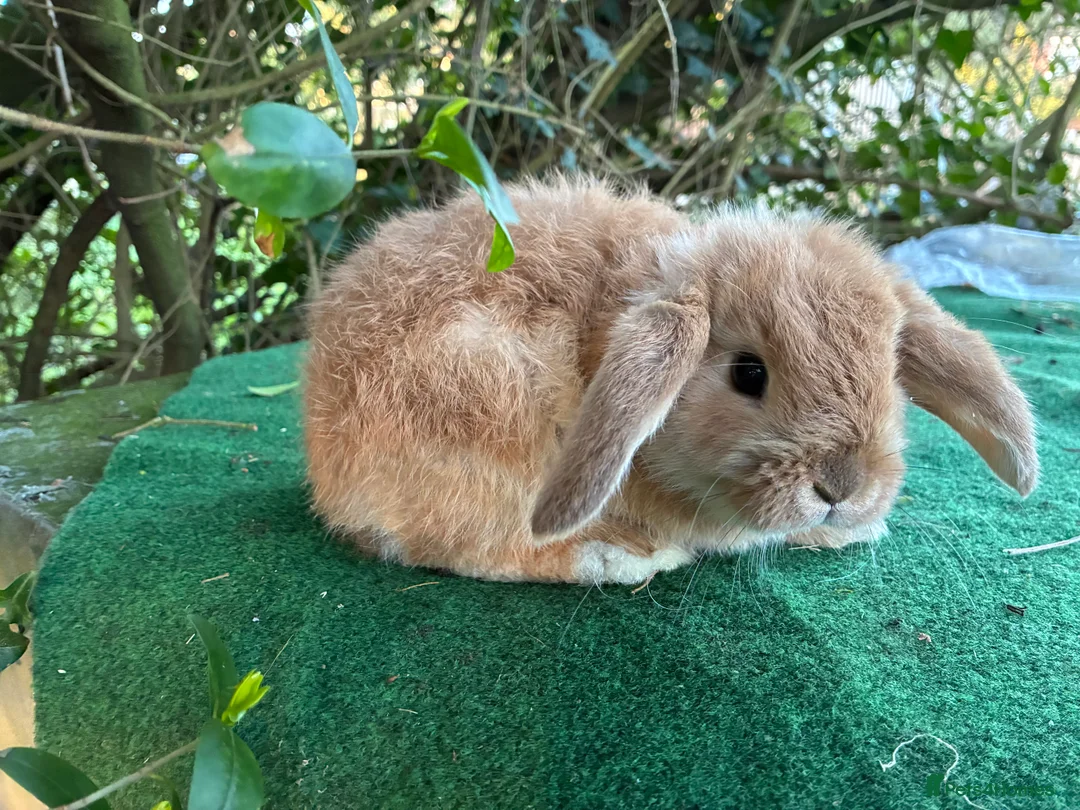 Lionhead rabbits for sale: 2 mini lop babies  - Advert 1