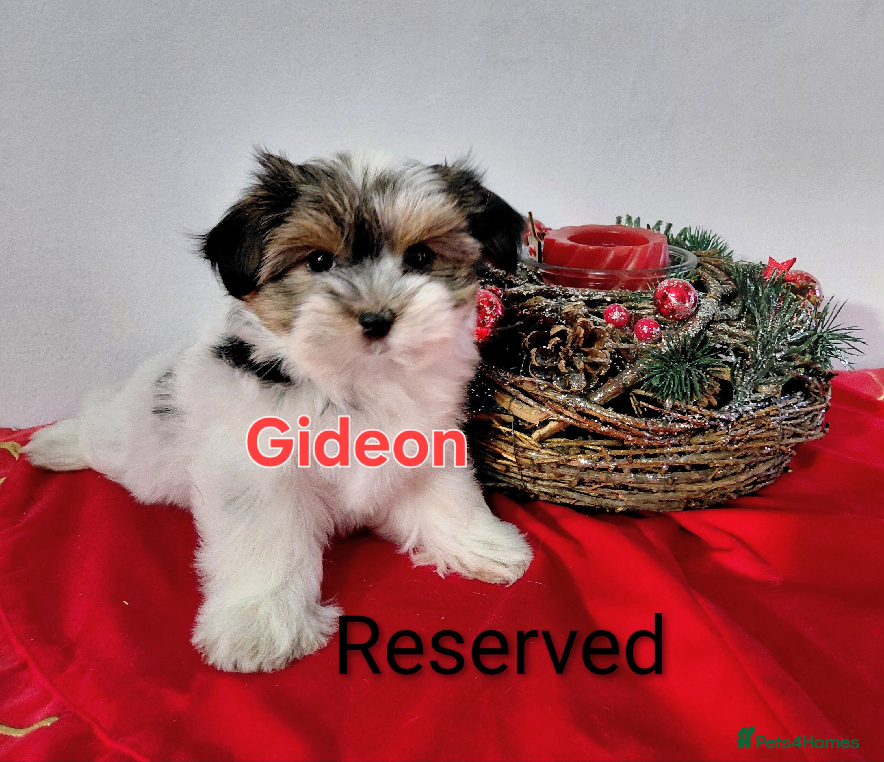 Biewer Terrier dogs Biewer Terrier puppies-White yorkie  - Advert 3