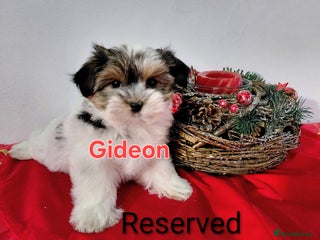 Biewer Terrier dogs Biewer Terrier puppies-White yorkie - Advert 3