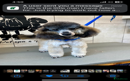 Toy Poodle dogs for sale: Gorgeously Pedigree Toy Poodle Babies - Image 26