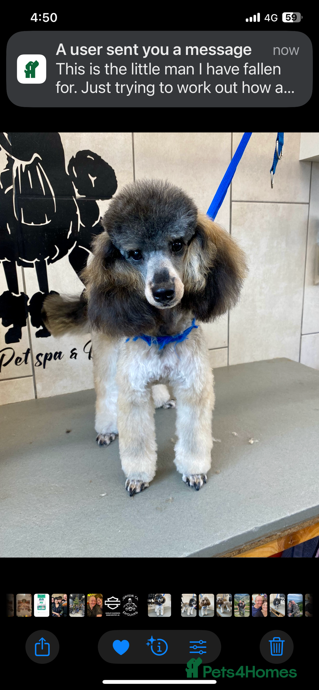 Toy Poodle dogs for sale: Gorgeously Pedigree Toy Poodle Babies - Image 26