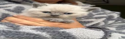 Scottish Fold cats for sale: RARE COLOURS SCOTTISH FOLD KITTENS!  - Advert 13