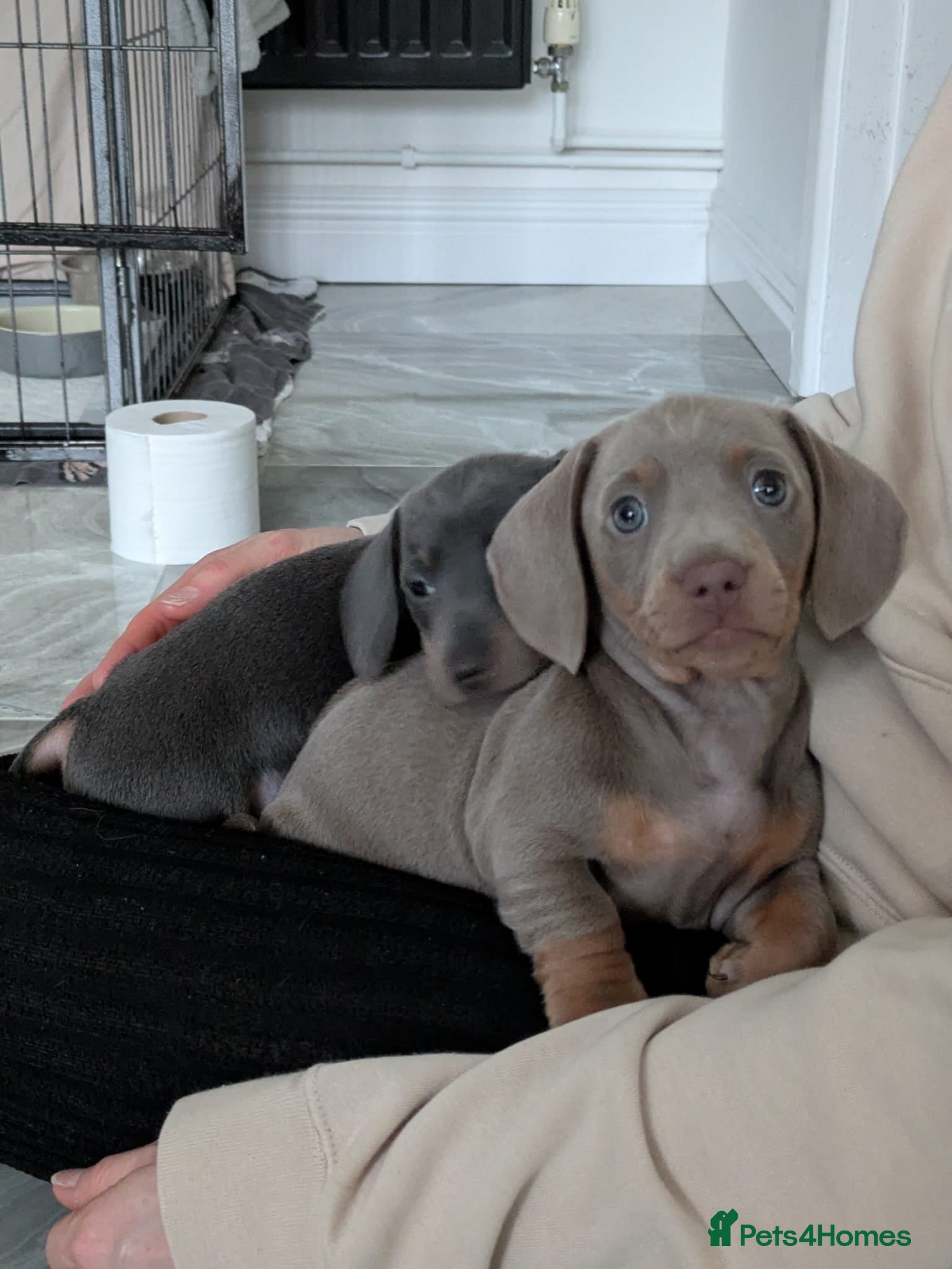 Miniature Dachshund dogs KC registered smooth hair miniature dachshund  - Advert 1