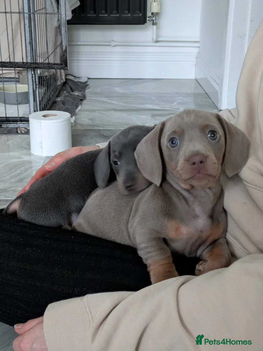 Miniature Dachshund dogs for sale: KC registered smooth hair miniature dachshund  - Advert 10