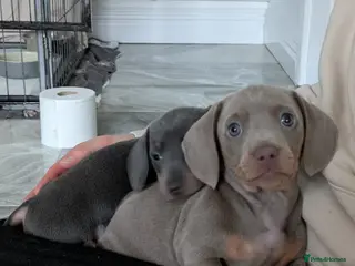 Miniature Dachshund dogs KC registered smooth hair miniature dachshund - Advert 1