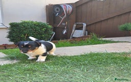 Jack Russell dogs for sale: Tricolour short legs Jack Russell  - Image 11