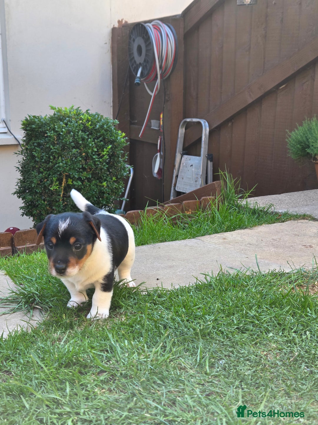 Jack Russell dogs for sale: Tricolour short legs Jack Russell  - Image 11