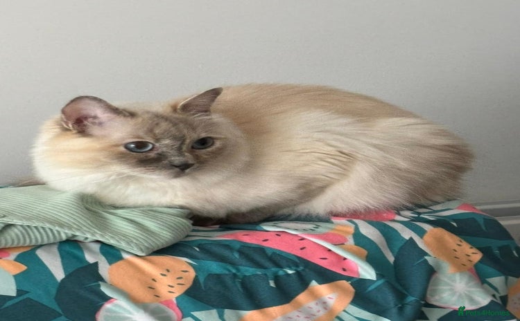 Ragdoll cats - Advert 16