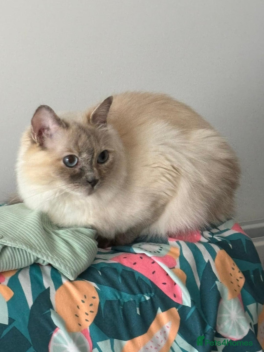 Ragdoll cats for sale: Beautiful ragdoll looking to rehome - Image 1