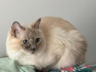 Ragdoll cats Beautiful indoor ragdoll looking to rehome - Advert 17