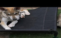 Saarloos Wolfdog dogs for sale: Wolfdog puppies. 1 boy, 3 girls available  in Wigan - Image 31