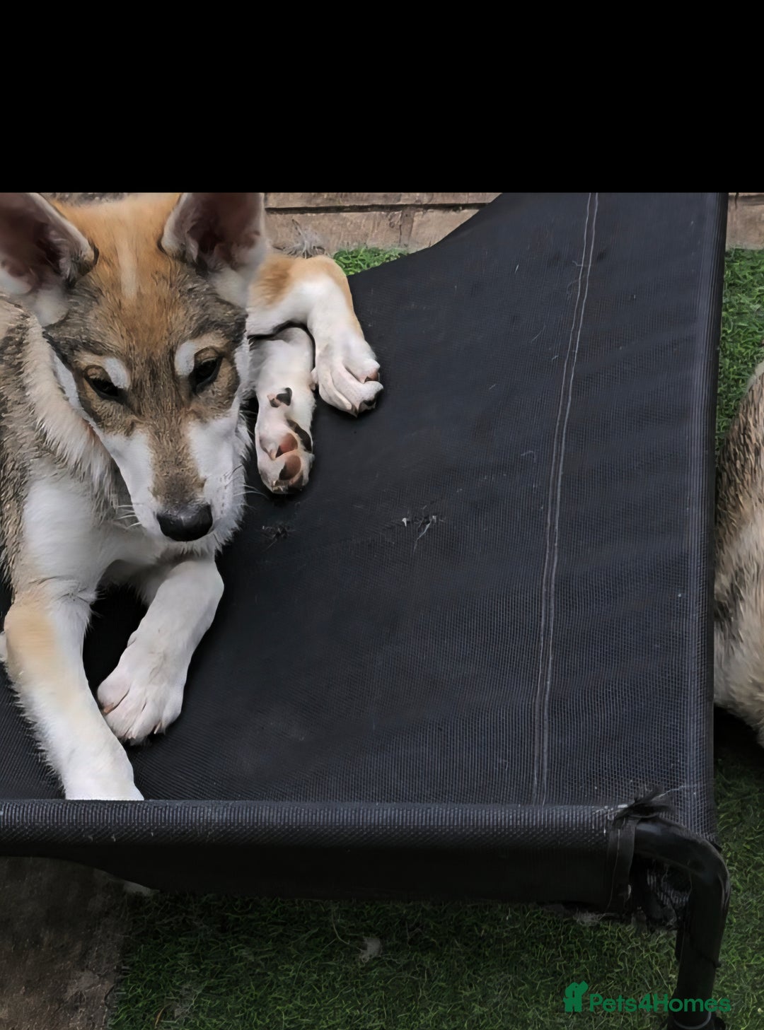 Saarloos Wolfdog dogs for sale: Wolfdog puppies. 1 boy, 3 girls available  in Wigan - Image 31