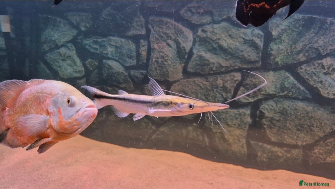 Other/Mixed Breed fish for sale: Catfish,oscars and bichir large sizes - Advert 2