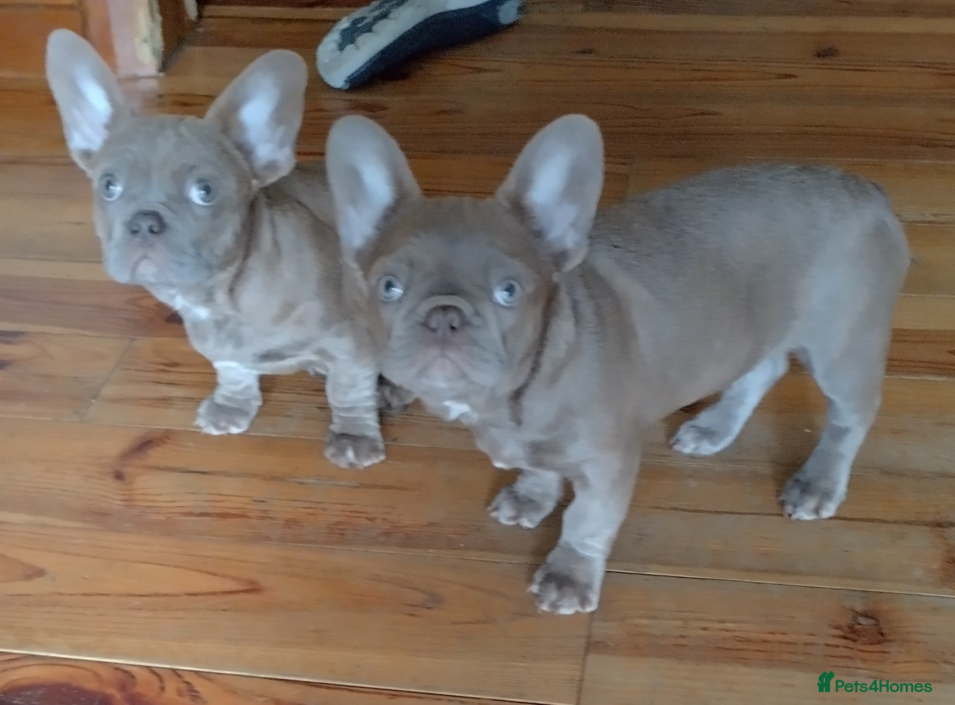French Bulldog dogs Two female Frenchies KC registered  in Wirral - Advert 2