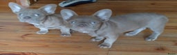 French Bulldog dogs for sale: Two female Frenchies KC registered  - Advert 4
