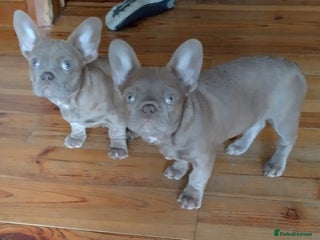 French Bulldog dogs Two female Frenchies KC registered in Wirral - Advert 2