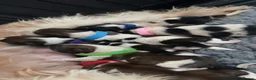 Shih Tzu dogs for sale: 6 beautiful Shih Tzu puppies  - Advert 7