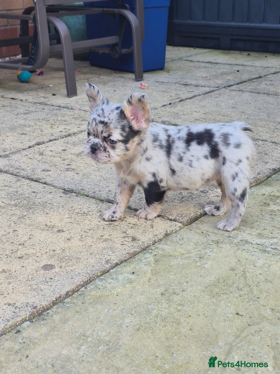 French Bulldog dogs for sale: Fluffy french bulldog puppies - Image 10