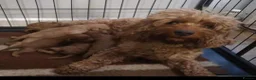 Cavapoo dogs for sale: Cavapoo puppies 5 🌟 licence breeder  - Advert 2
