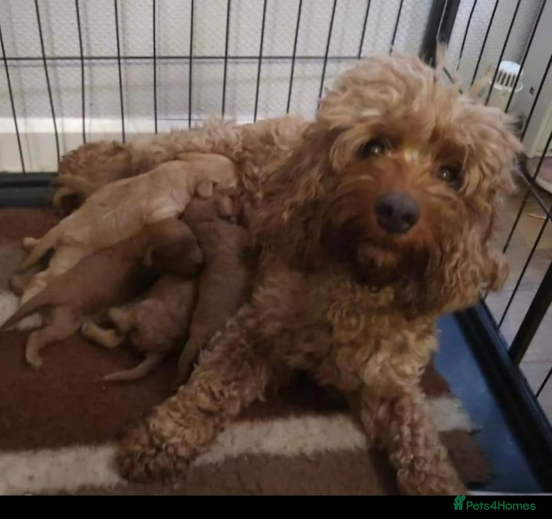 Cavapoo dogs for sale: Cavapoo puppies 5 🌟 licence breeder  - Advert 2