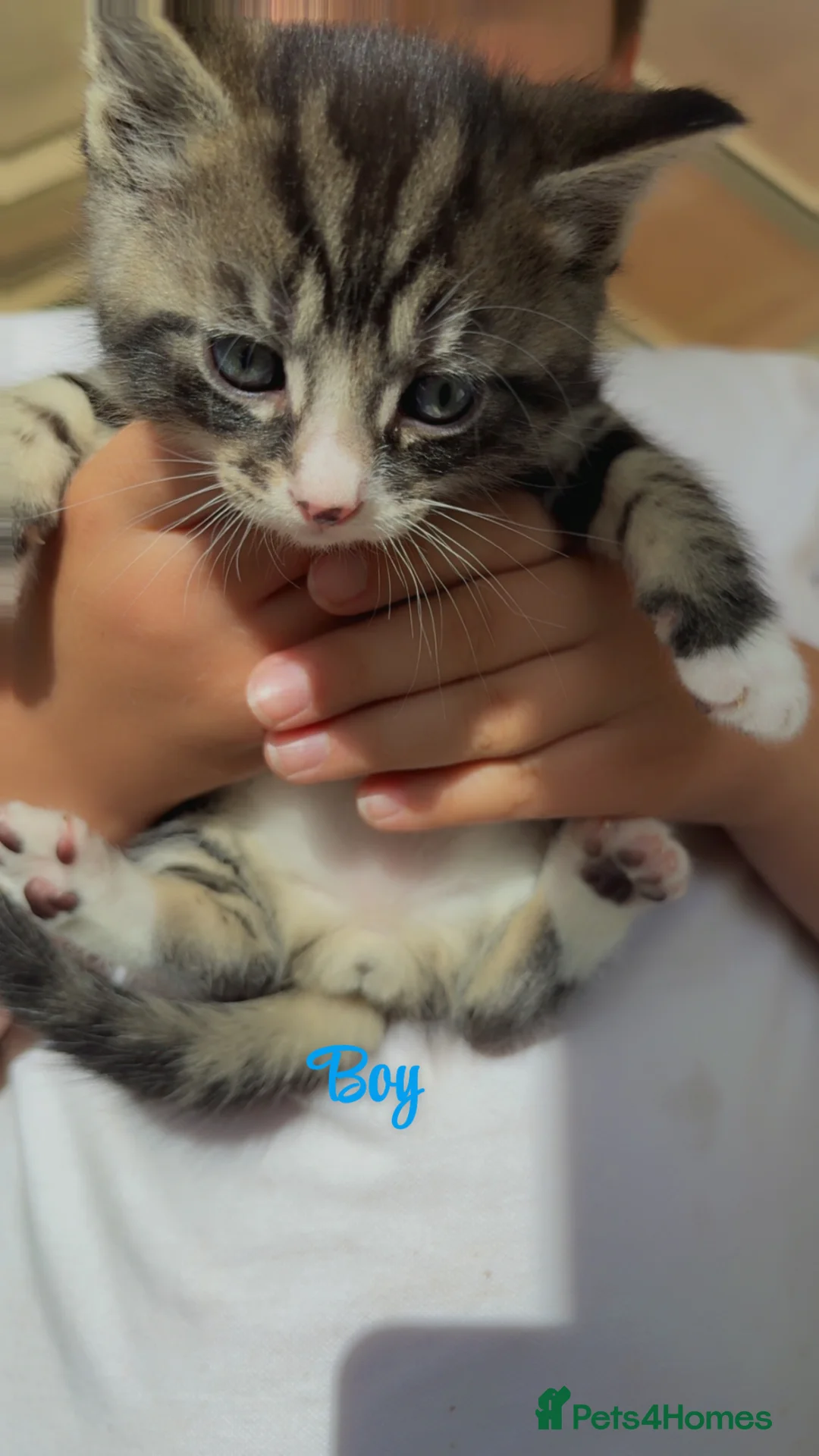 Mixed Breed cats for sale: 5 Beautiful kittens for sale in Hitchin - Advert 6