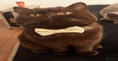 British Shorthair cats in Coventry - Advert 6