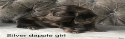 Miniature Dachshund dogs for sale: Miniature long haired dachshund puppies - Advert 16