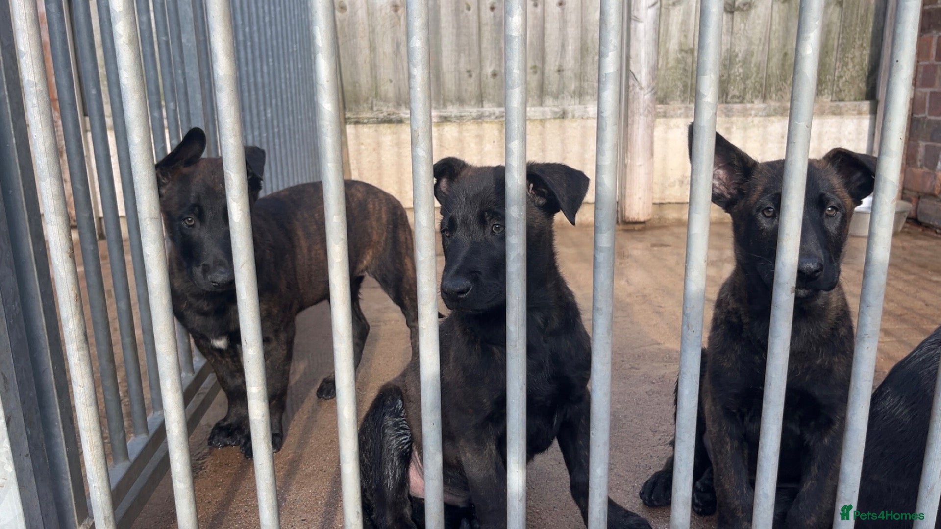 Belgian Shepherd Dog dogs Dutch herder’s for sale  - Advert 1