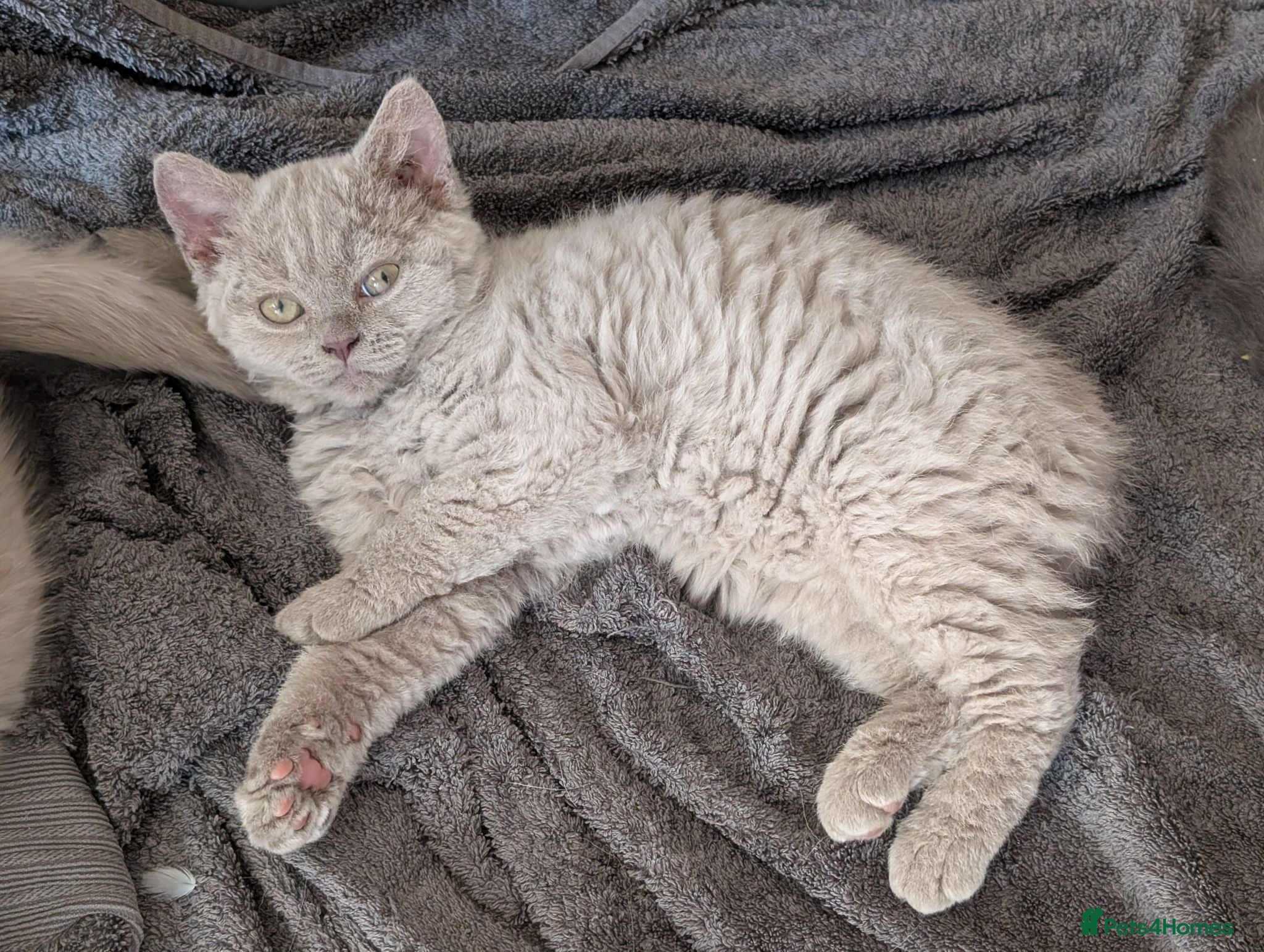 Selkirk Rex cats 😻 Stunning Selkirk Rex Kittens 😻 - Advert 5
