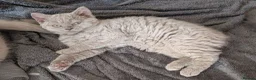 Selkirk Rex cats for sale: 😻 Stunning Selkirk Rex Kittens 😻 - Advert 1