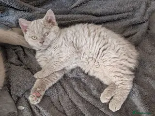 Selkirk Rex cats 😻 Stunning Selkirk Rex Kittens 😻 - Advert 5