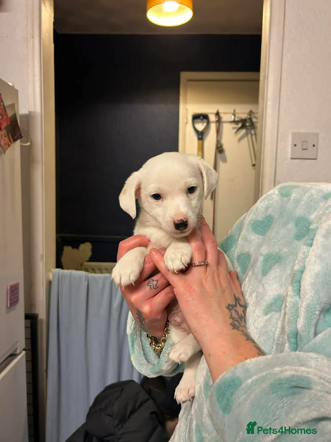 Jack Russell dogs for sale: 1 boy left Jack Russel puppies  - Advert 2