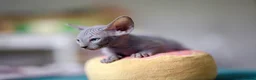 Sphynx cats for sale: Gorgeous silver Sphynx girl - Advert 17
