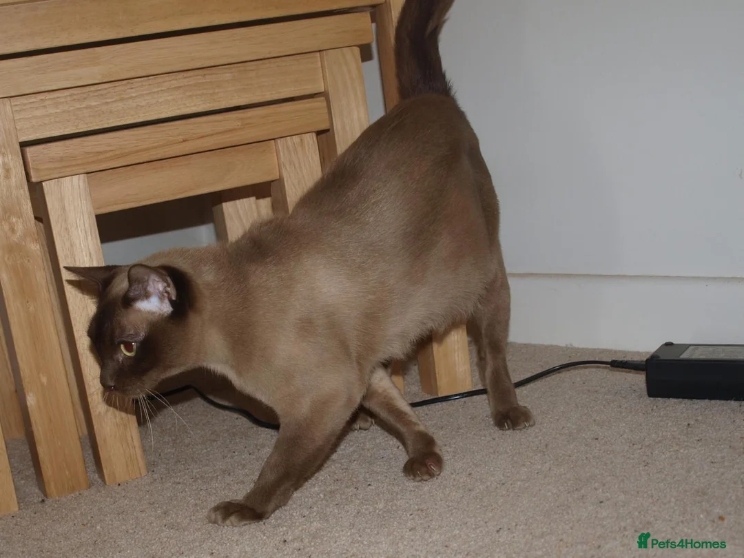 Burmese cats for sale: Stunning Pedigree Burmese Kittens - Advert 23