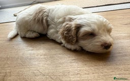 Cavapoo dogs for sale: 1 Female 4 Male - Image 10