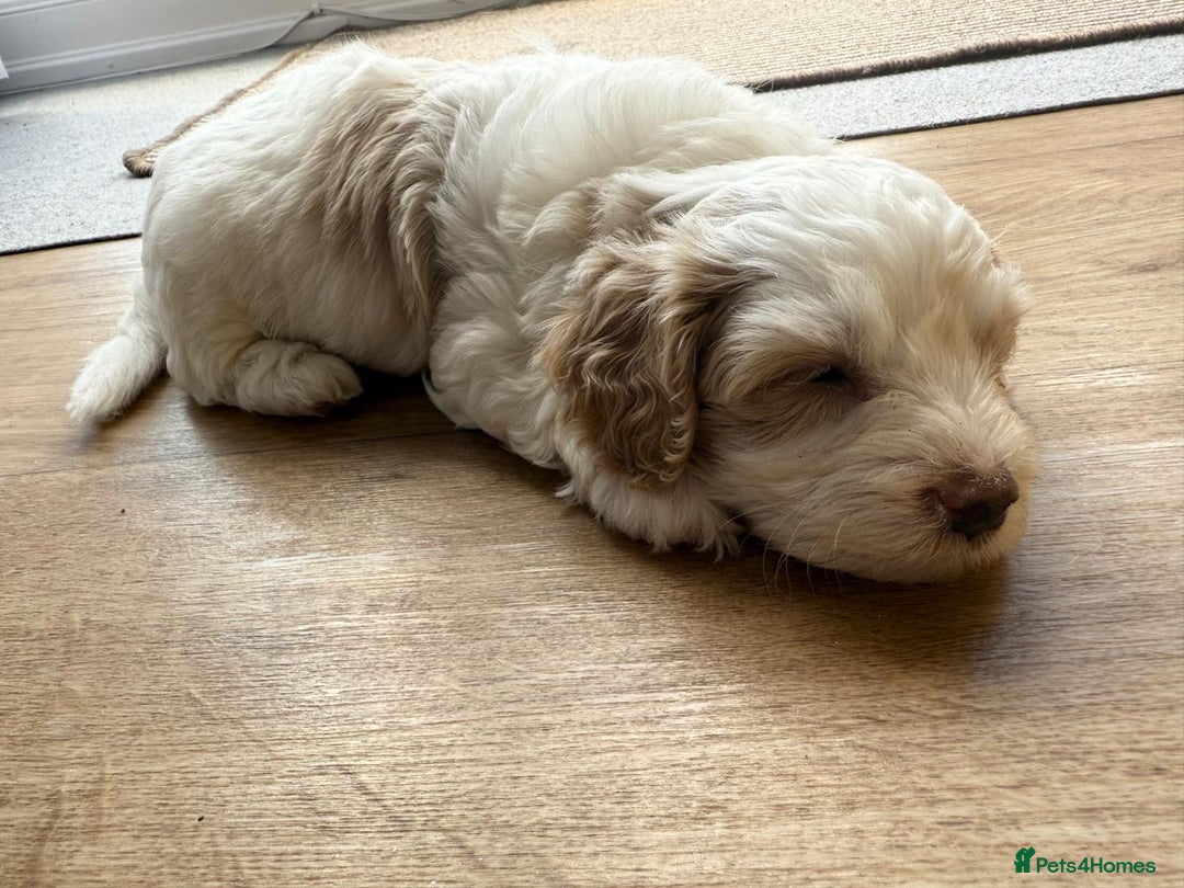Cavapoo dogs for sale: 1 Female 4 Male - Image 10