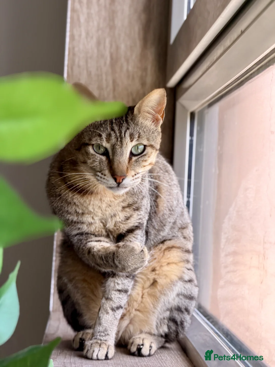 Arabian Mau cats for adoption: Hera ♥️ - Advert 2