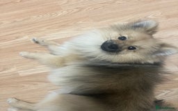 Pomeranian dogs for sale: Pomeranian sable  - Image 4