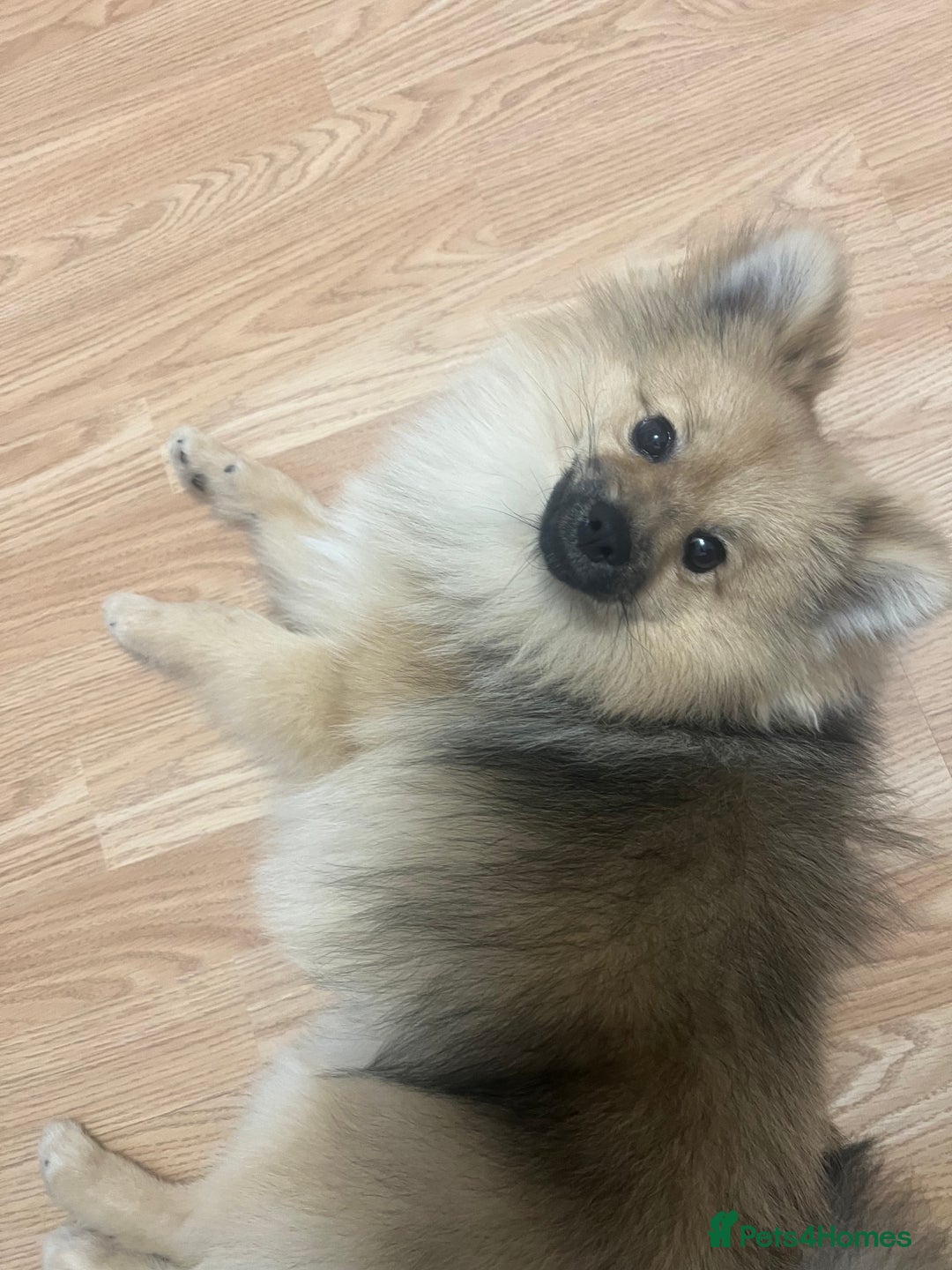 Pomeranian dogs for sale: Pomeranian sable  - Image 4