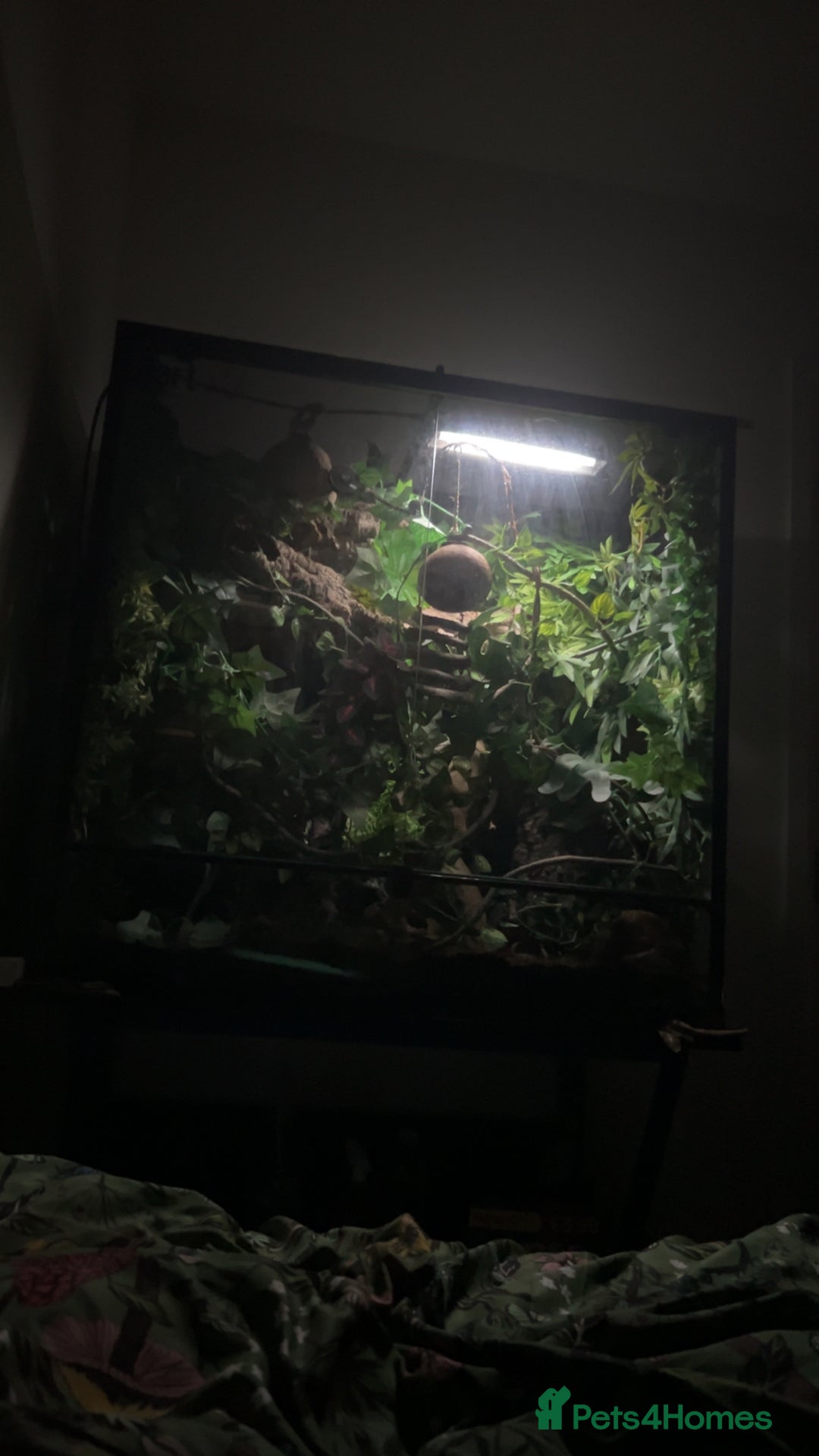 Gecko reptiles for sale: Harlequin Tricolour Crested Gecko + Large Tank - Advert 32