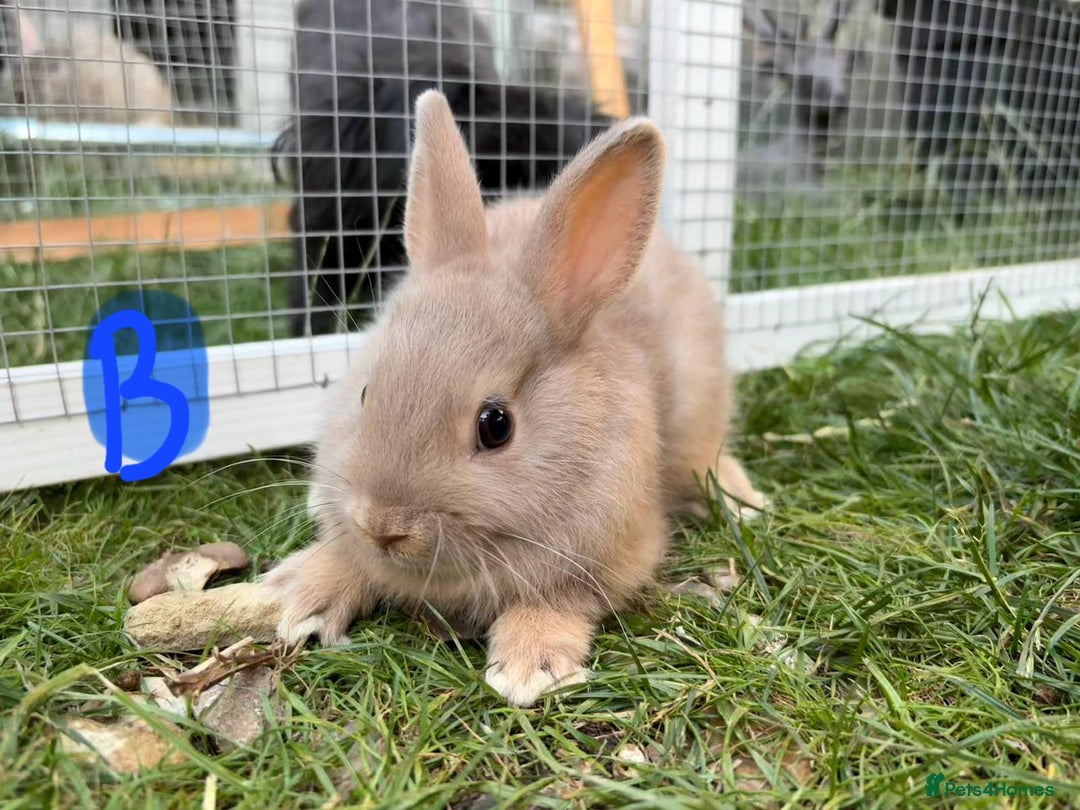 Netherland Dwarf rabbits for sale: Various Netherland Dwarfs available from £20 - Image 20
