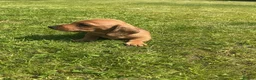 Miniature Dachshund dogs for sale: KC REG Miniature dachshunds. Council licensed in Airdrie - Advert 23
