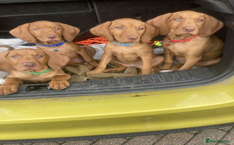Hungarian Vizsla dogs - Advert 1