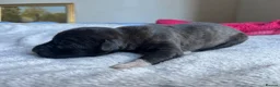 Lurcher dogs for sale: Bedlington/whippet lurcher puppies  - Advert 5