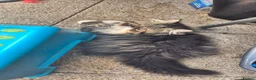 Exotic cats for sale: Exotic kittens  - Advert 3