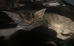 Mixed Breed cats for sale: 15 kittens for sale (4 LEFT REDUCED)  in Hassocks - Image 15